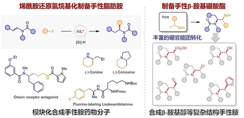 中国科学技术大学在手性胺合成领域取得重要进展